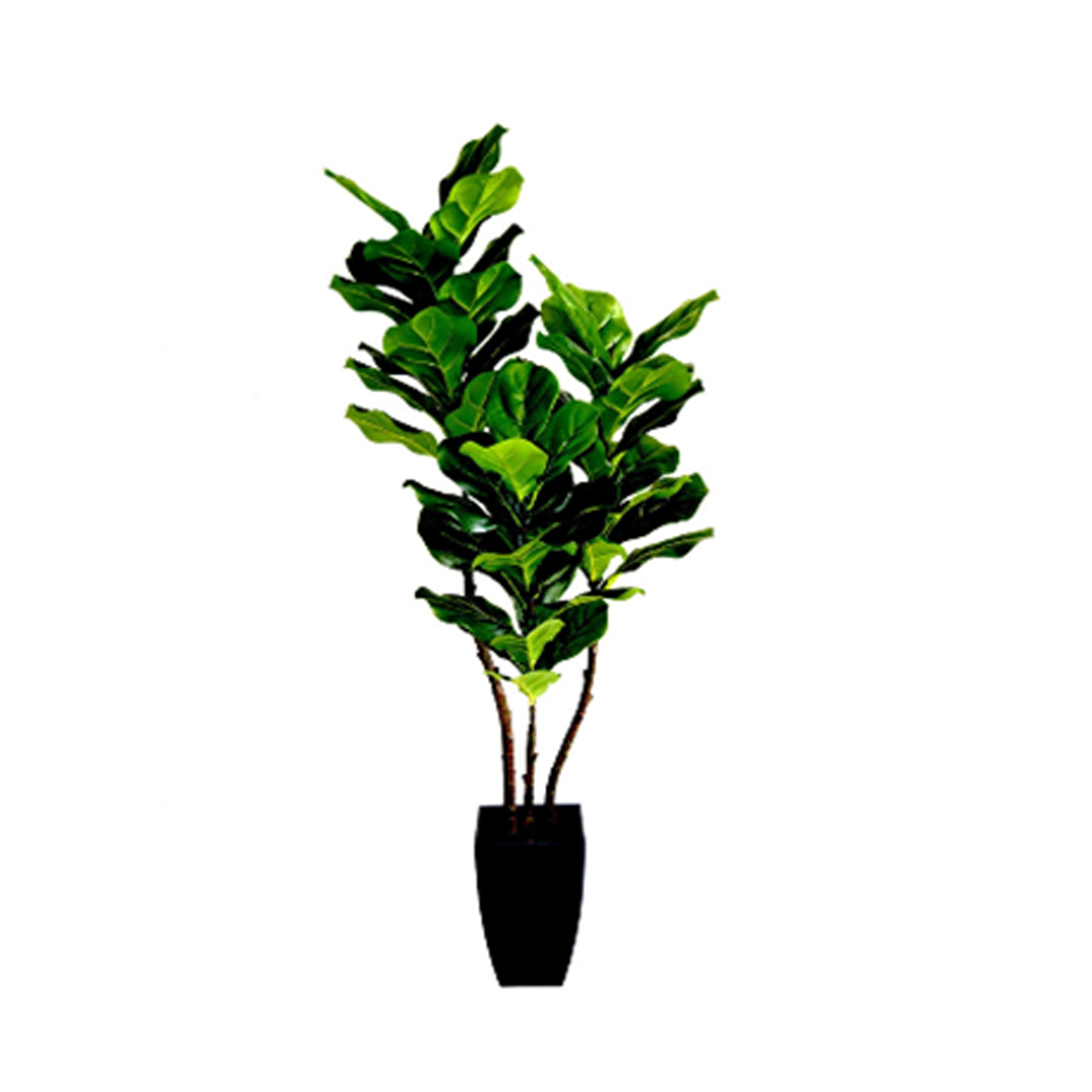 Planta Decorativa Ficus